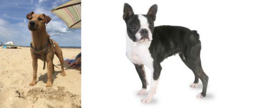 Fell Terrier vs Boston Terrier - Breed Comparison