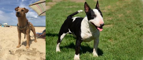 Fell Terrier vs Bull Terrier Miniature - Breed Comparison