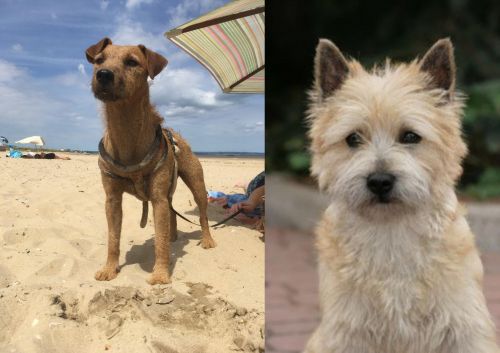 Fell Terrier vs Cairn Terrier - Breed Comparison
