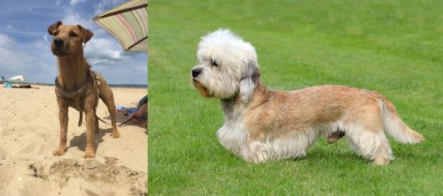 Fell Terrier vs Dandie Dinmont Terrier - Breed Comparison