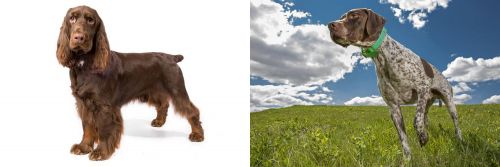 Field Spaniel vs Braque Francais (Pyrenean Type) - Breed Comparison