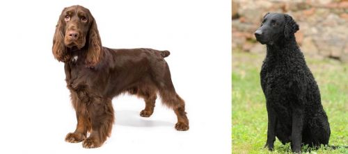 Field Spaniel vs Curly Coated Retriever - Breed Comparison