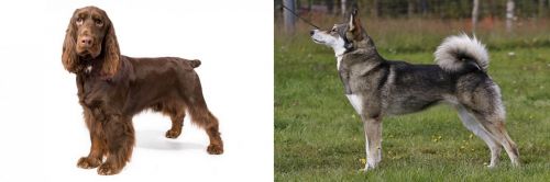 Field Spaniel vs East Siberian Laika - Breed Comparison