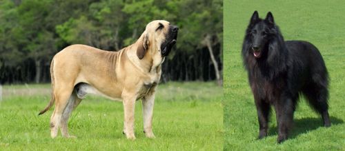 Fila Brasileiro vs Belgian Shepherd Dog (Groenendael)