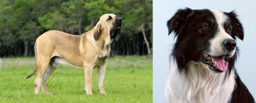 Fila Brasileiro vs Border Collie - Breed Comparison