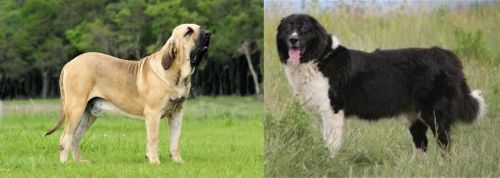 Fila Brasileiro vs Bulgarian Shepherd - Breed Comparison