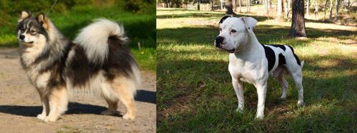 Finnish Lapphund vs American Bulldog - Breed Comparison