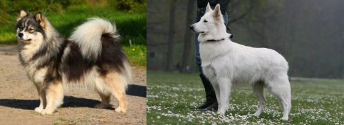 Finnish Lapphund vs Berger Blanc Suisse - Breed Comparison