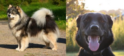 Finnish Lapphund vs Borador - Breed Comparison