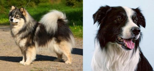 Finnish Lapphund vs Border Collie - Breed Comparison