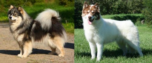 Finnish Lapphund vs Canadian Eskimo Dog - Breed Comparison