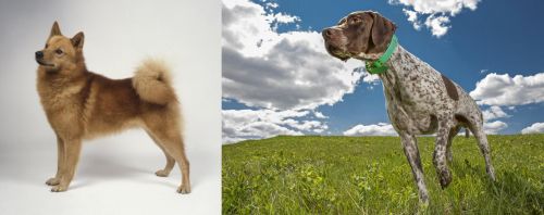 Finnish Spitz vs Braque Francais (Pyrenean Type) - Breed Comparison