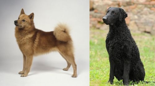 Finnish Spitz vs Curly Coated Retriever - Breed Comparison