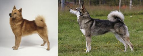 Finnish Spitz vs East Siberian Laika - Breed Comparison