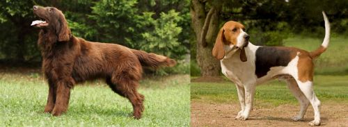 Flat-Coated Retriever vs Artois Hound - Breed Comparison