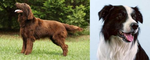 FlatCoated Retriever vs Border Collie Breed Comparison