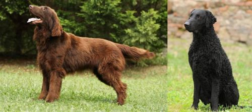 Flat-Coated Retriever vs Curly Coated Retriever - Breed Comparison