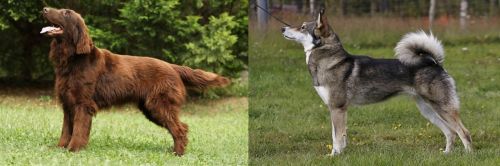 Flat-Coated Retriever vs East Siberian Laika - Breed Comparison