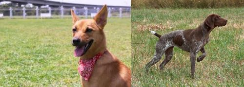 Formosan Mountain Dog vs Braque Francais - Breed Comparison
