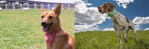 Formosan Mountain Dog vs Braque Francais (Pyrenean Type) - Breed Comparison