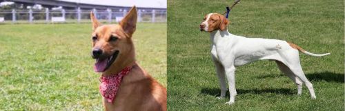 Formosan Mountain Dog vs Braque Saint-Germain - Breed Comparison