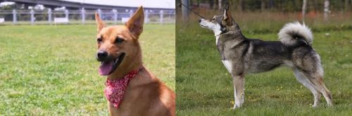 Formosan Mountain Dog vs East Siberian Laika - Breed Comparison
