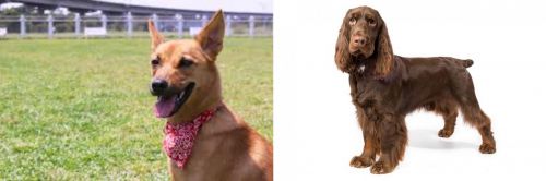 Formosan Mountain Dog vs Field Spaniel - Breed Comparison