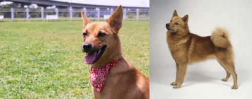Formosan Mountain Dog vs Finnish Spitz - Breed Comparison