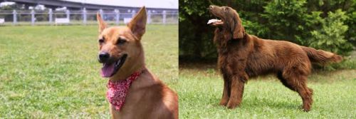 Formosan Mountain Dog vs Flat-Coated Retriever - Breed Comparison