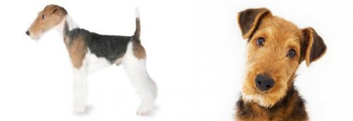 Fox Terrier vs Airedale Terrier