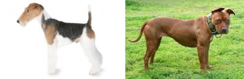 Fox Terrier vs American Pit Bull Terrier