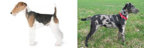 Fox Terrier vs Atlas Terrier