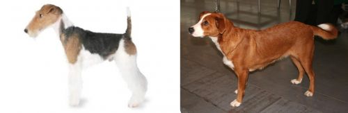 Fox Terrier vs Austrian Pinscher - Breed Comparison