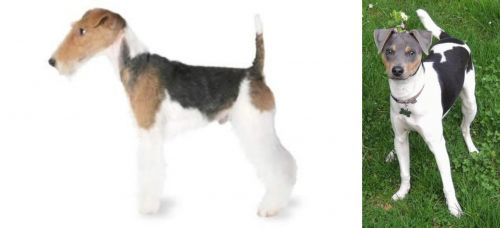 Fox Terrier vs Brazilian Terrier
