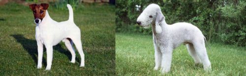 Fox Terrier (Smooth) vs Bedlington Terrier - Breed Comparison