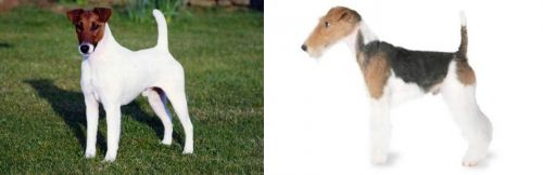 Fox Terrier (Smooth) vs Fox Terrier