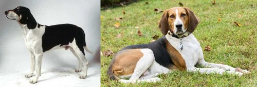 Francais Blanc et Noir vs American English Coonhound - Breed Comparison