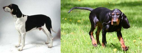 Francais Blanc et Noir vs Black and Tan Coonhound - Breed Comparison