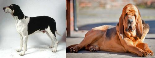 Francais Blanc et Noir vs Bloodhound - Breed Comparison
