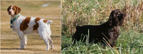 French Brittany vs Boykin Spaniel - Breed Comparison