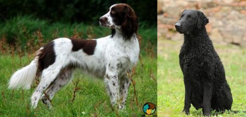 French Spaniel vs Curly Coated Retriever - Breed Comparison