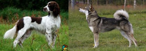French Spaniel vs East Siberian Laika - Breed Comparison