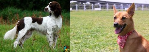 French Spaniel vs Formosan Mountain Dog - Breed Comparison