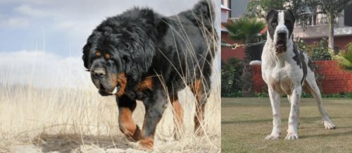 Gaddi Kutta vs Alangu Mastiff - Breed Comparison