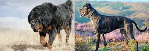 Gaddi Kutta vs Alaunt - Breed Comparison