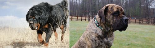 Gaddi Kutta vs American Mastiff - Breed Comparison