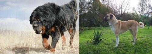 Gaddi Kutta vs Anatolian Shepherd - Breed Comparison