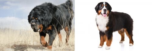 Gaddi Kutta vs Bernese Mountain Dog - Breed Comparison