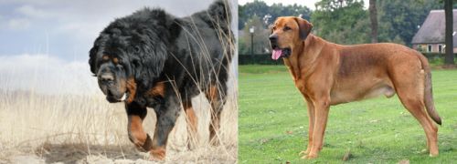 Gaddi Kutta vs Broholmer - Breed Comparison
