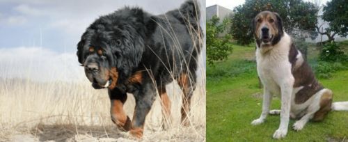 Gaddi Kutta vs Cao de Gado Transmontano - Breed Comparison